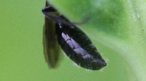 Pemphredon sp.
